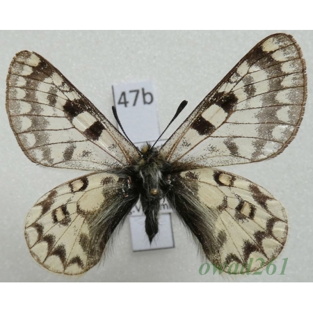 Parnassius simo ssp. miroku Inaoka & Shinkai, 1994 China47b